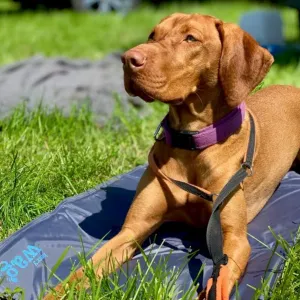 Dog Cooling Mat
