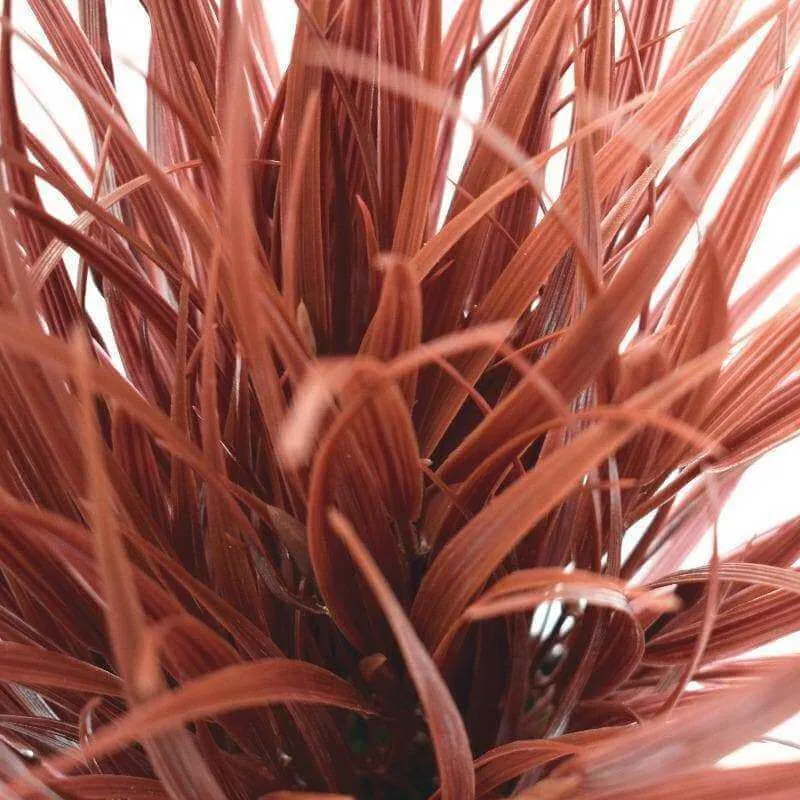 Potted Artificial Grass Burgundy Plant UV Resistant 38cm