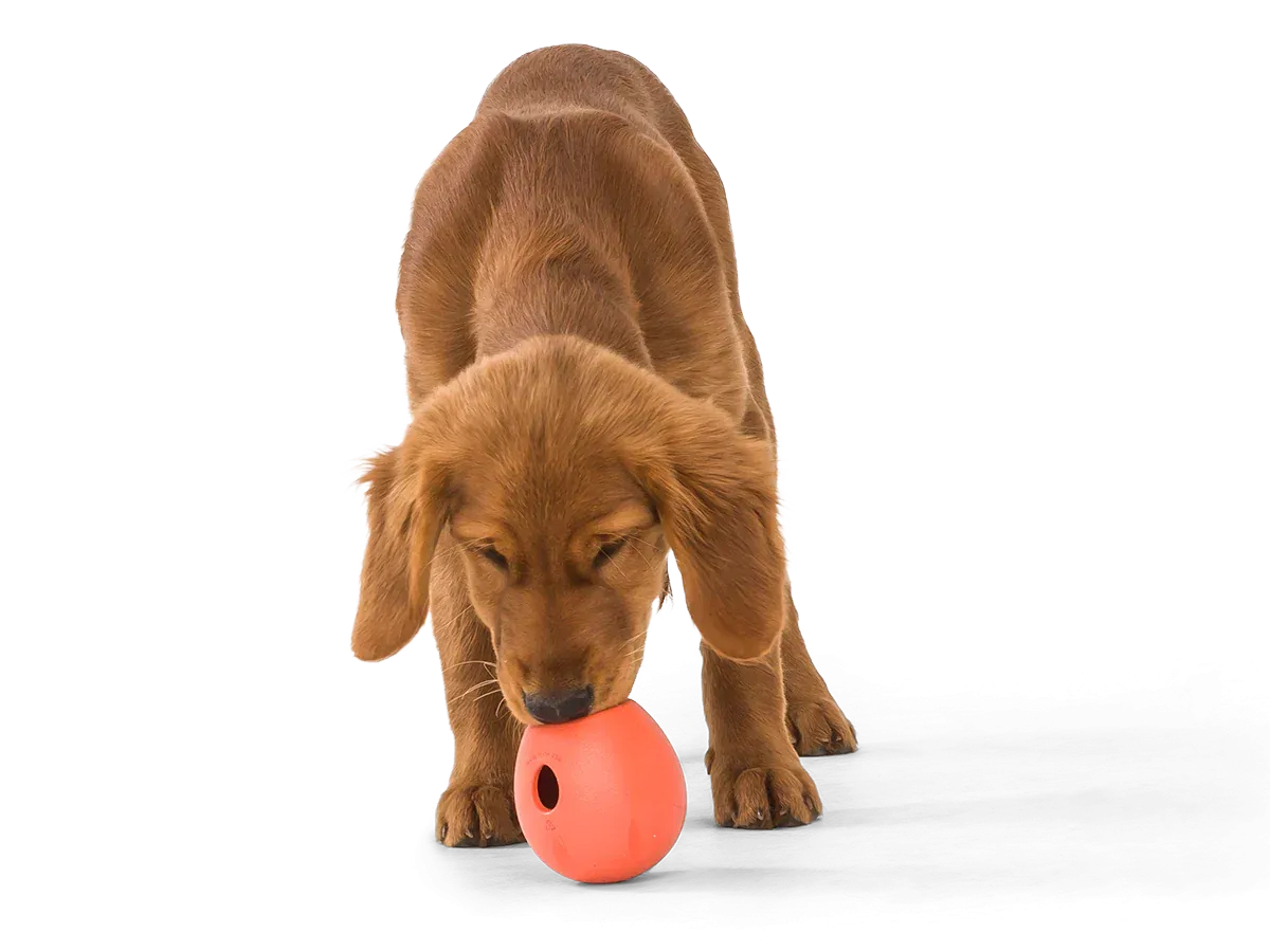 West Paw Zogoflex Rumbl® Dog Toy
